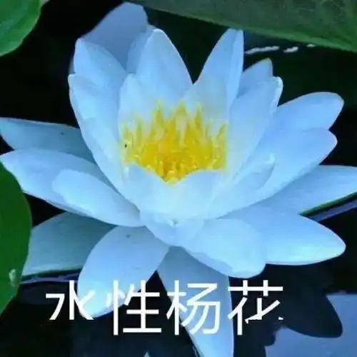 头像大全精选100张热门微信头像适合九月发朋友圈的文案句子
