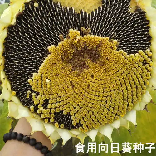 食用大向日葵种子高产瓜子大粒饱满葵花美国黑贝向日葵种籽观赏
