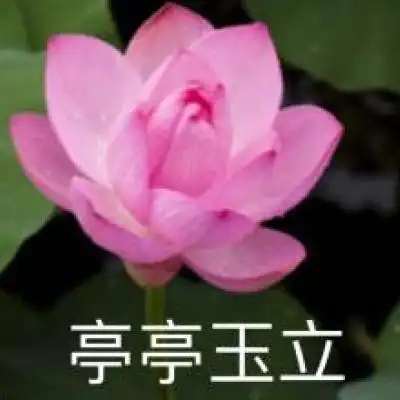 微信头像图片2020荷花带字系列荷花带字微信头像高清大全集
