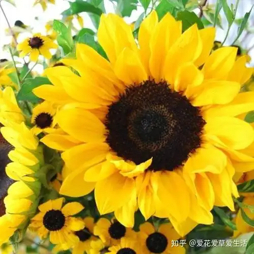 花语集丨向日葵
