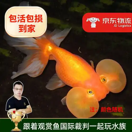价格品牌推荐怎么样
