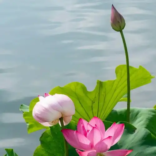 夜读丨祝你荷荷美美,好运莲莲
