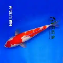 首页广东粤海日本锦鲤鱼养殖场主营日本锦鲤广东锦鲤锦
